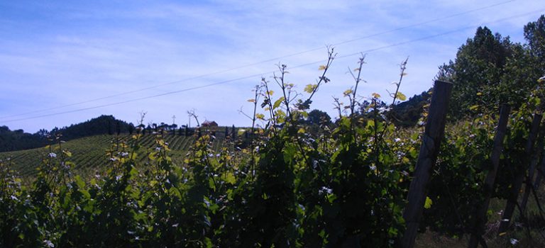 Quinta d Sant'Ana