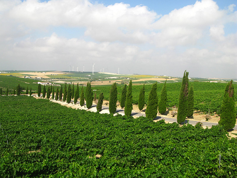 Bodega Luis Pérez, vista 3